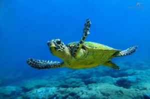 Caretta Carettalarla Aynı Kumsalda: Dalyan’ın Sessiz Kahramanları